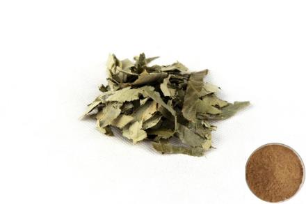 Horny Goat Weed Extract-Icariin 10% ~ 98%