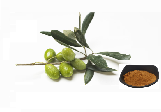 Olive Leaf Extract -Oleuropein 10% ~ 40%