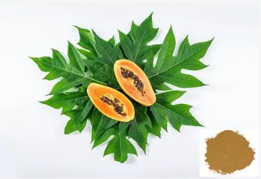Papaya Leaf Extract-Total Flavonoids 10% ~ 20%