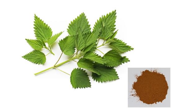 Stinging Nettle Extract-Total Flavonoids 5% ~ 20%