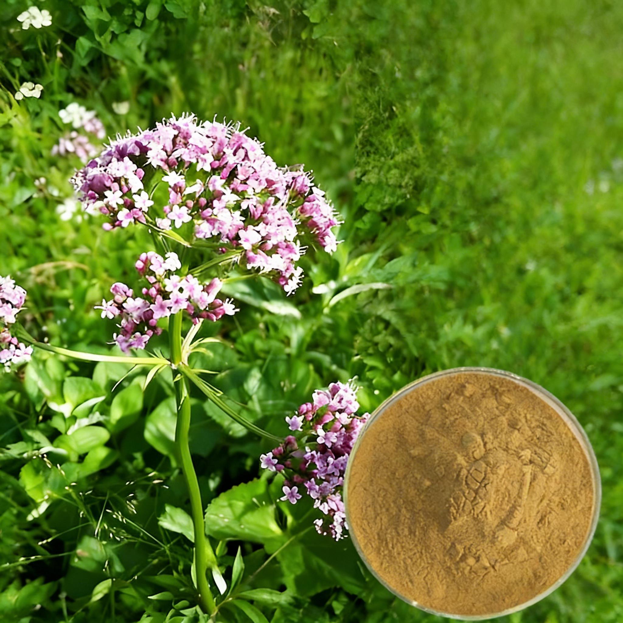 Valerian Root Extract -Valerenic Acid 0.4% ~ 2%