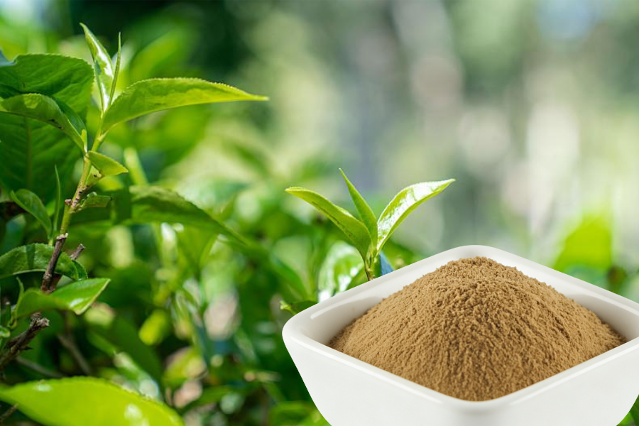 Green Tea Extract